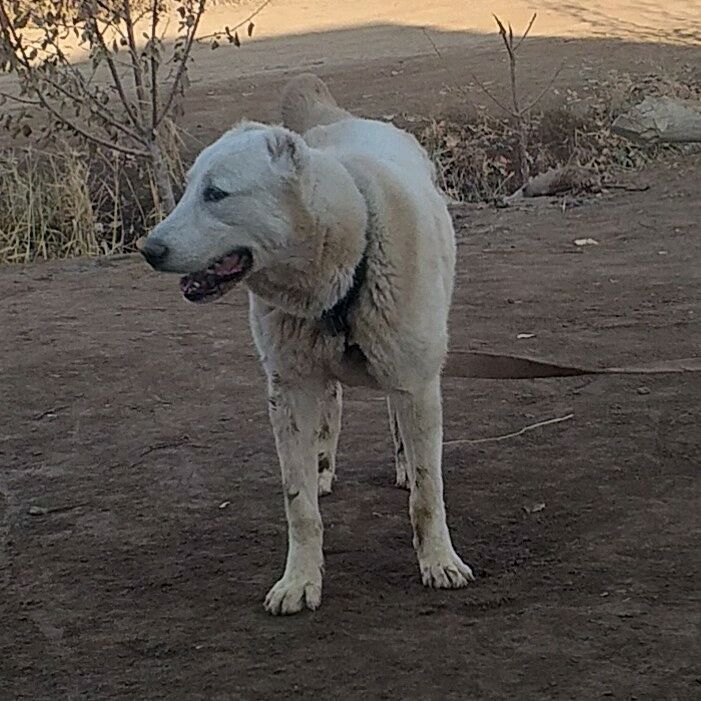 ak gush - Дашогуз - img 1