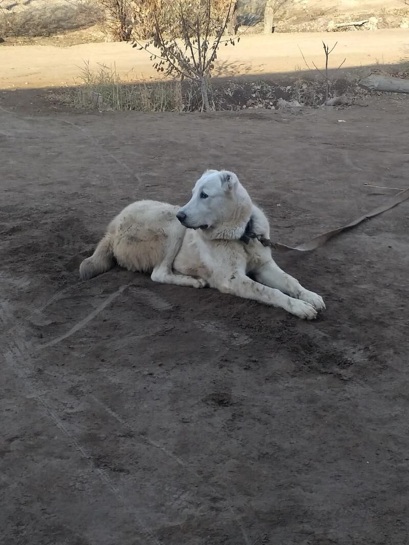 ak gush - Дашогуз - img 7