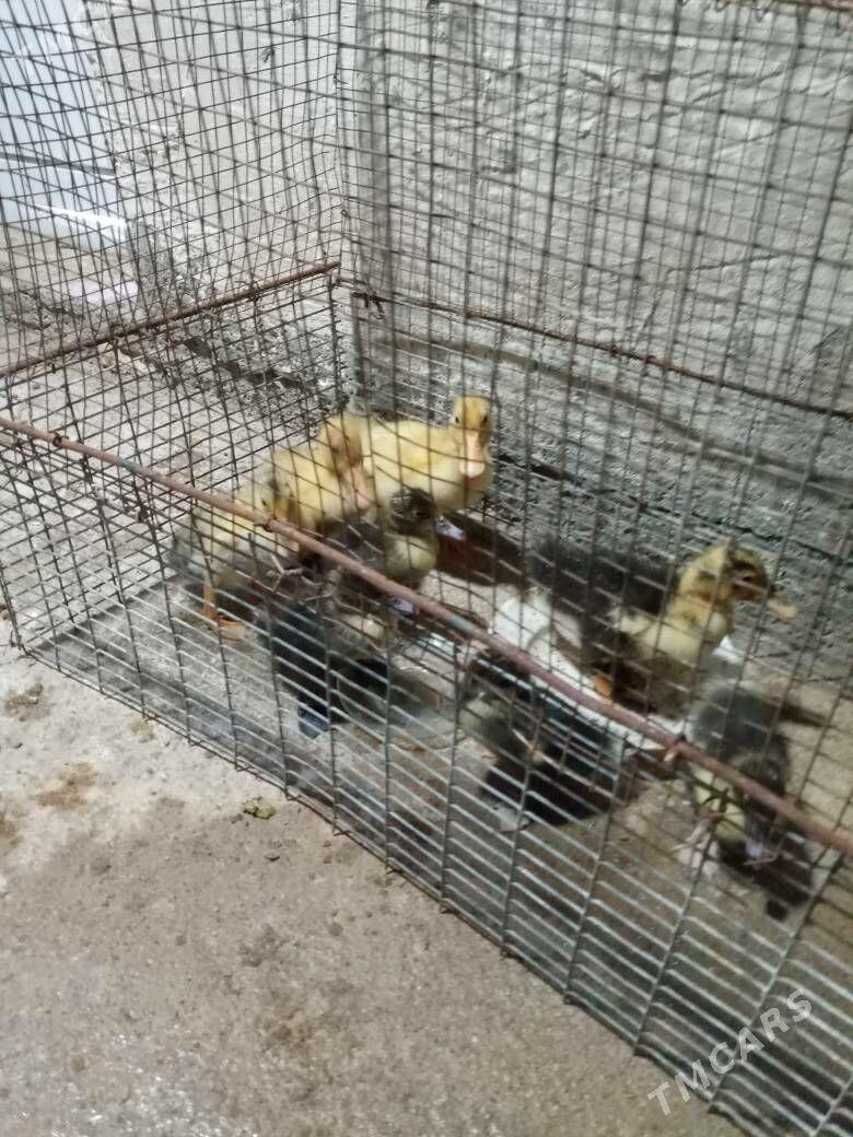 ördek - Мары - img 3