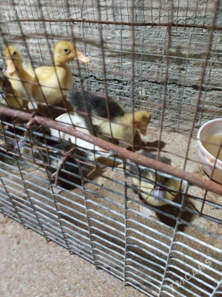 ördek - Мары - img 2