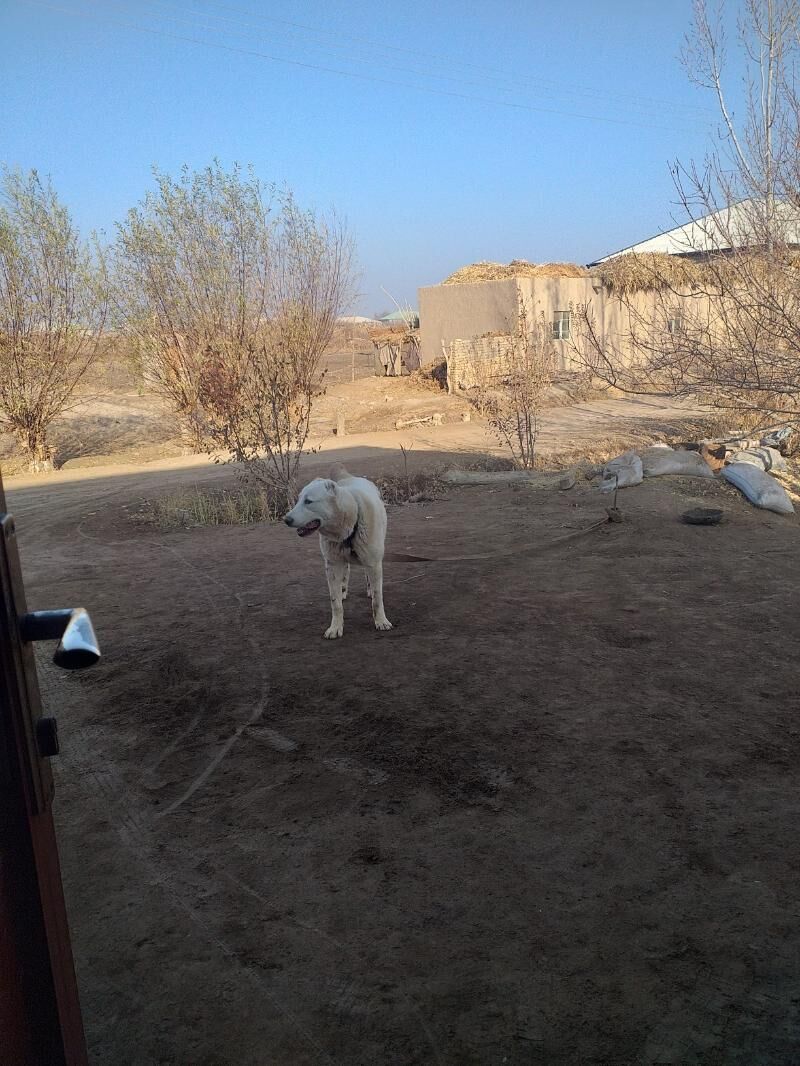 ak gush - Дашогуз - img 2