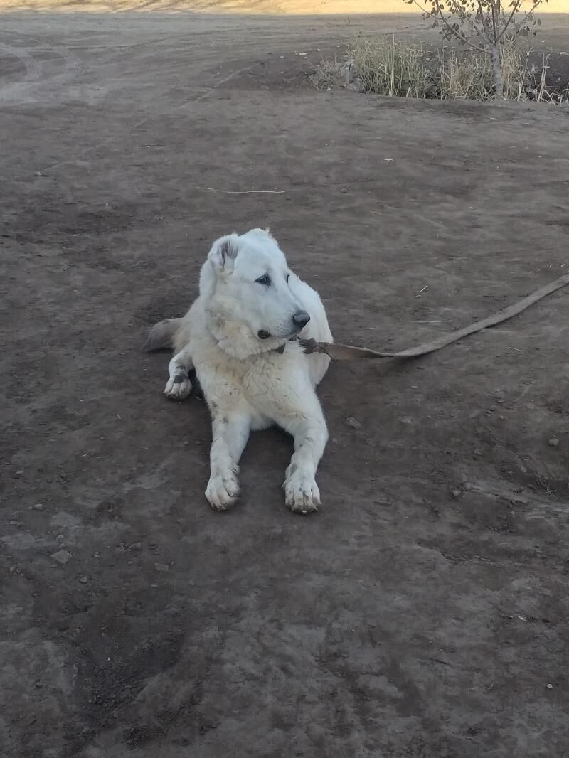 ak gush - Дашогуз - img 6