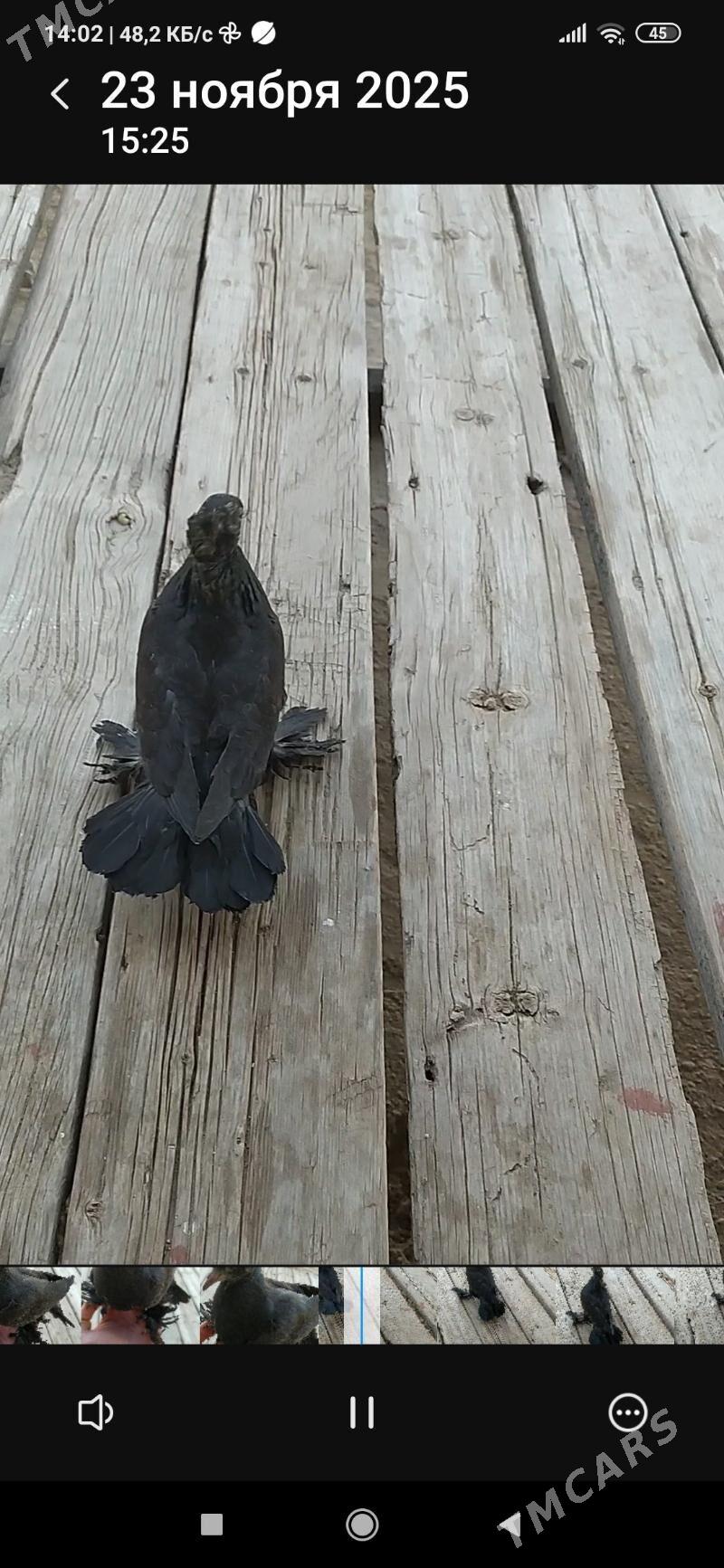 Kepderi - Бабадайхан - img 2