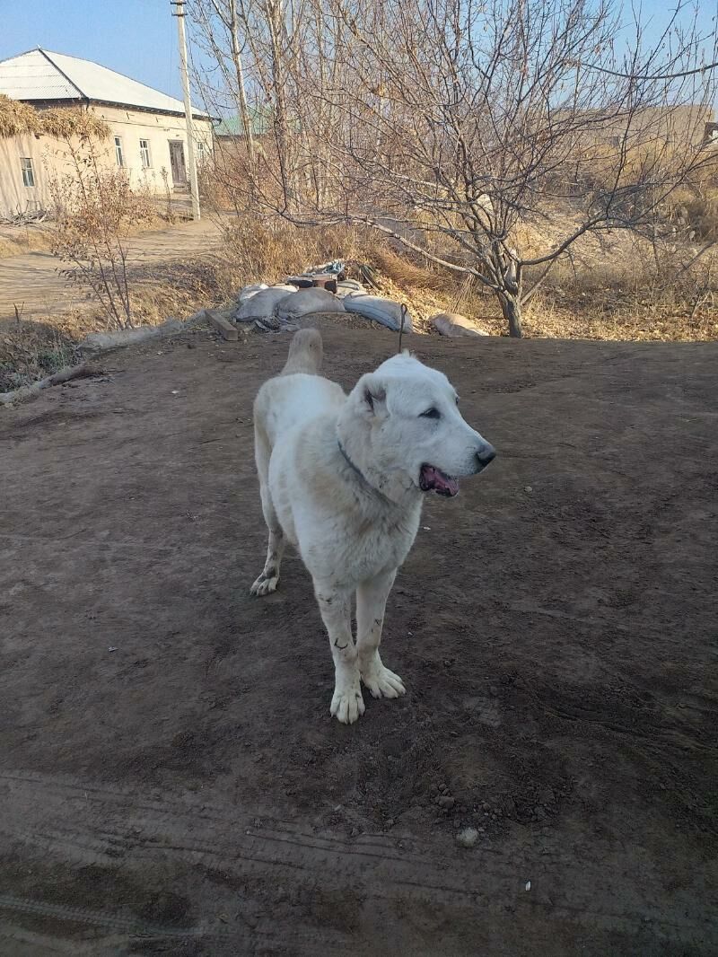 ak gush - Дашогуз - img 4