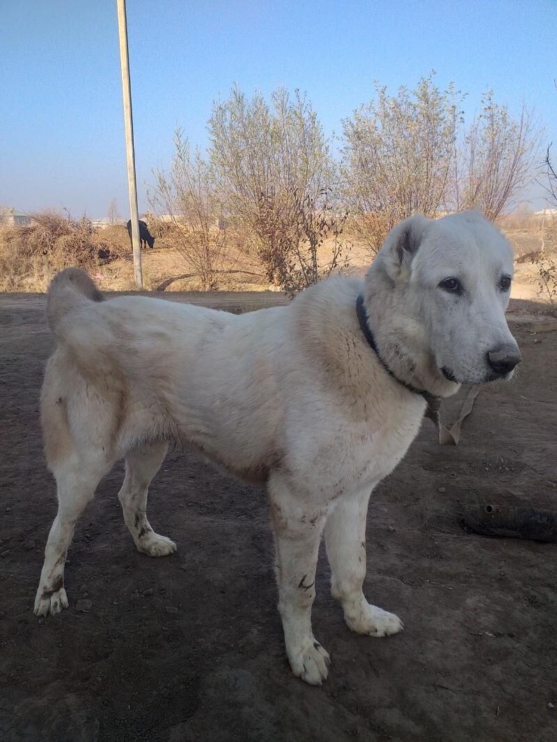 ak gush - Дашогуз - img 3