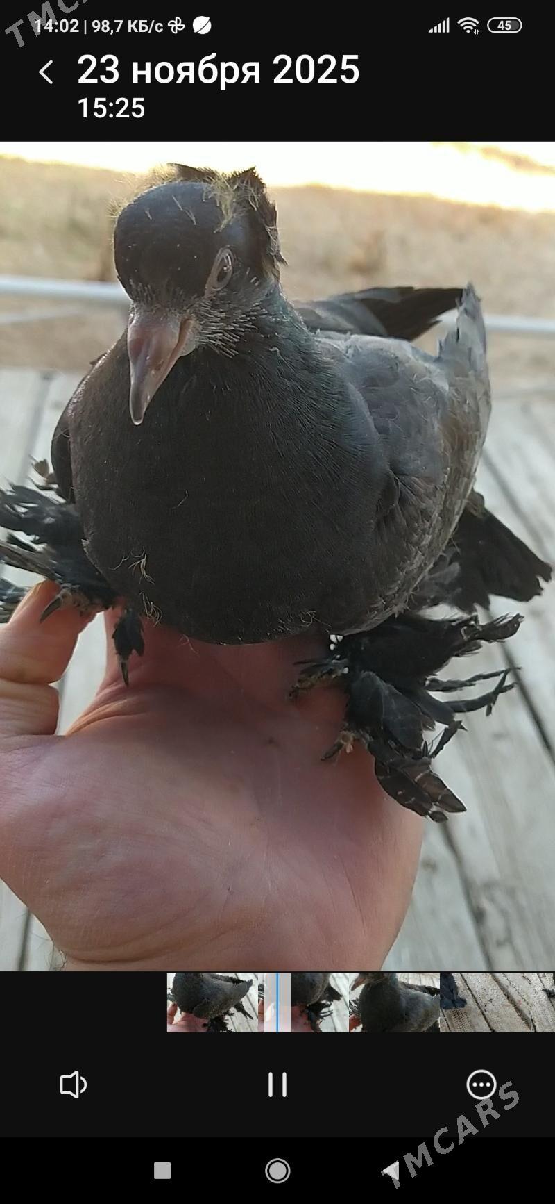 Kepderi - Бабадайхан - img 3