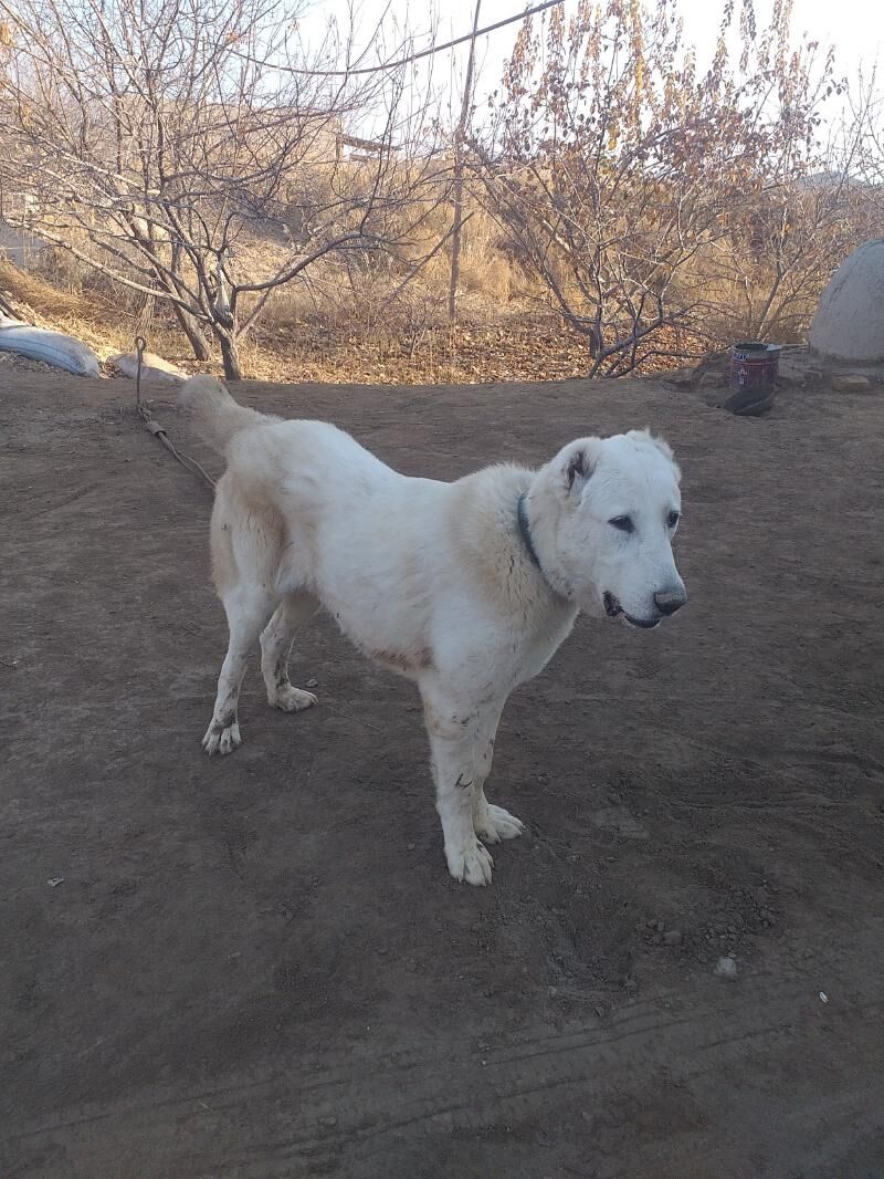 ak gush - Дашогуз - img 5