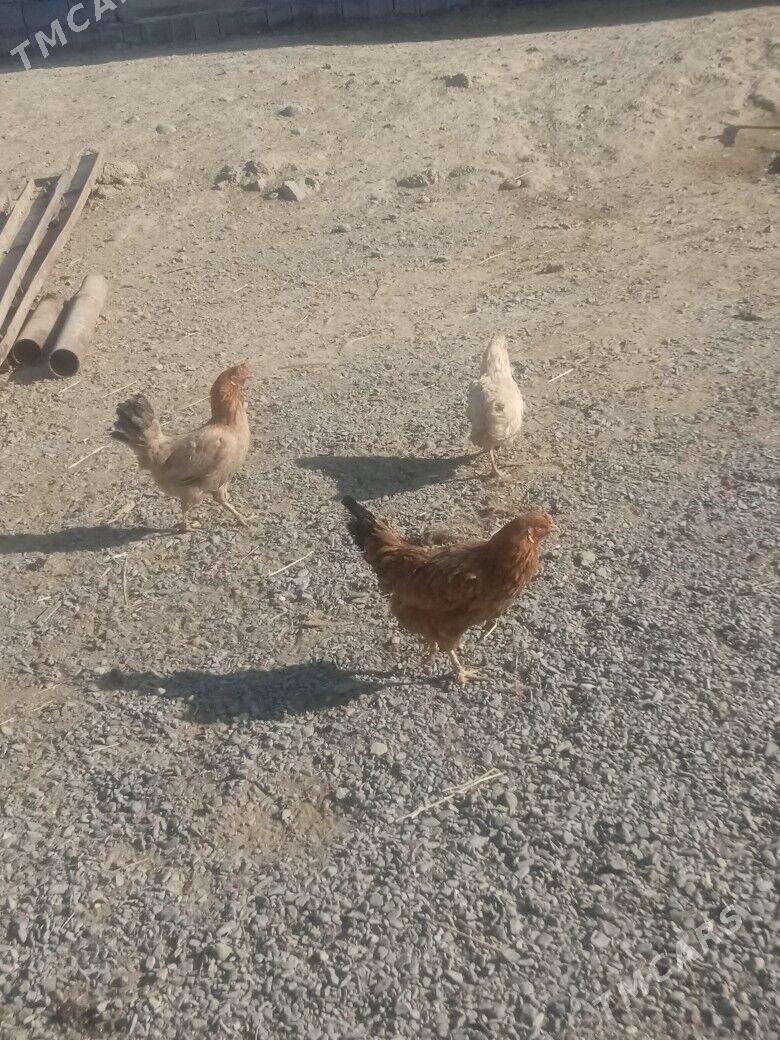 Horaz towuk - Büzmeýin - img 4