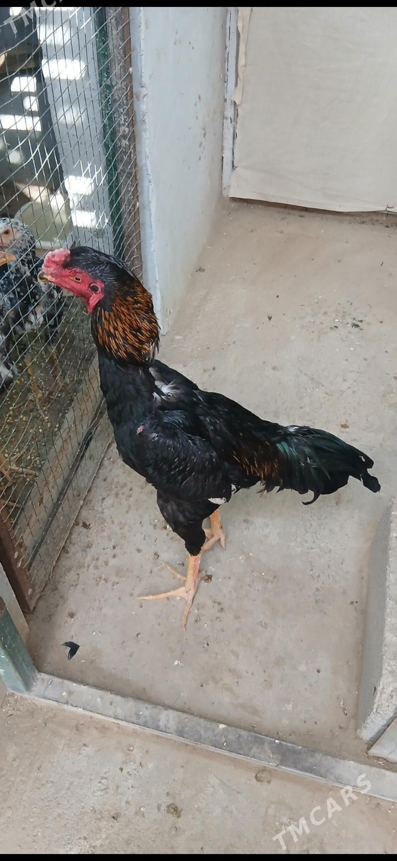 TASKENT HORAZ - Тязе заман - img 5