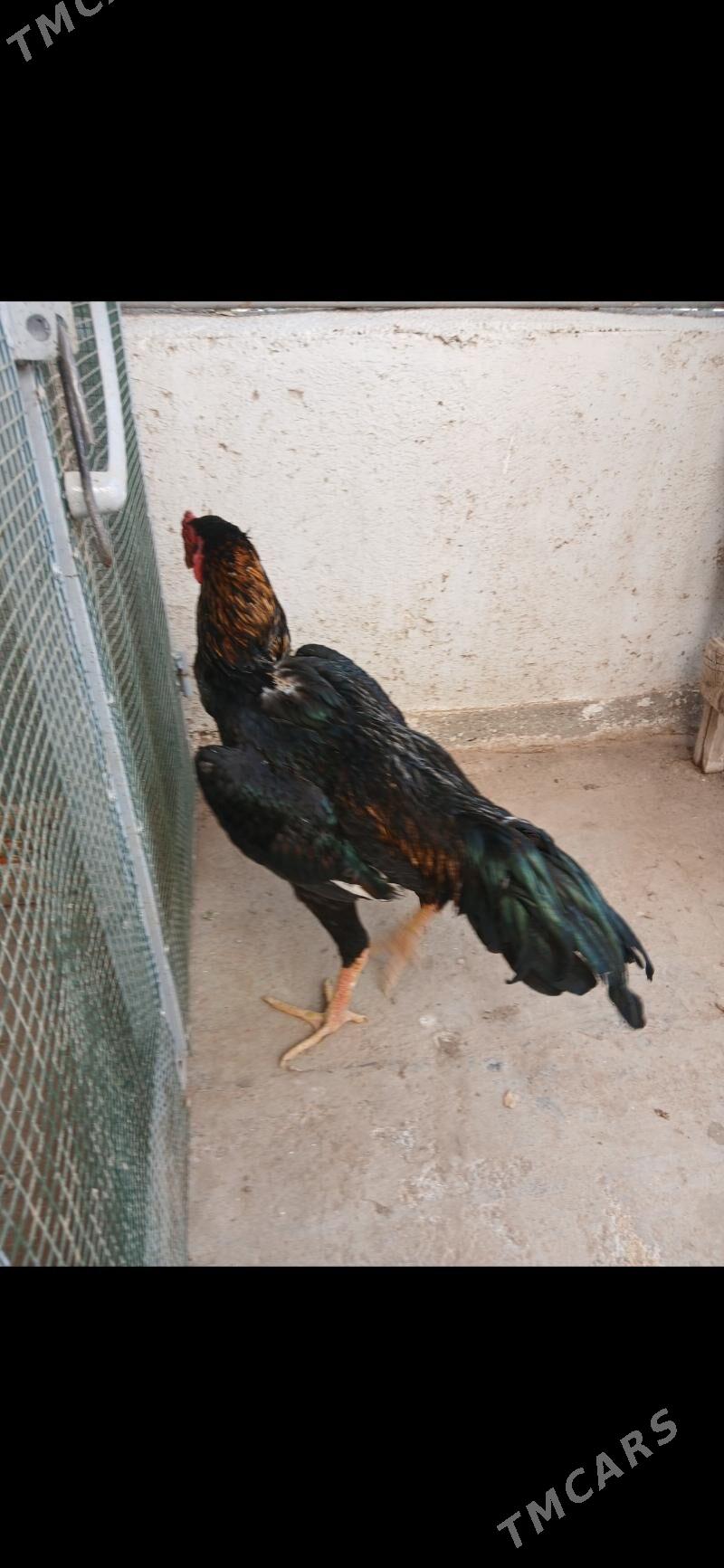 TASKENT HORAZ - Тязе заман - img 3