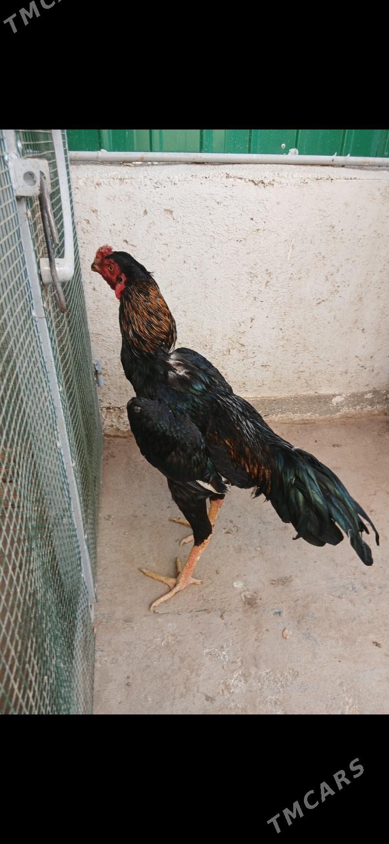 TASKENT HORAZ - Тязе заман - img 4