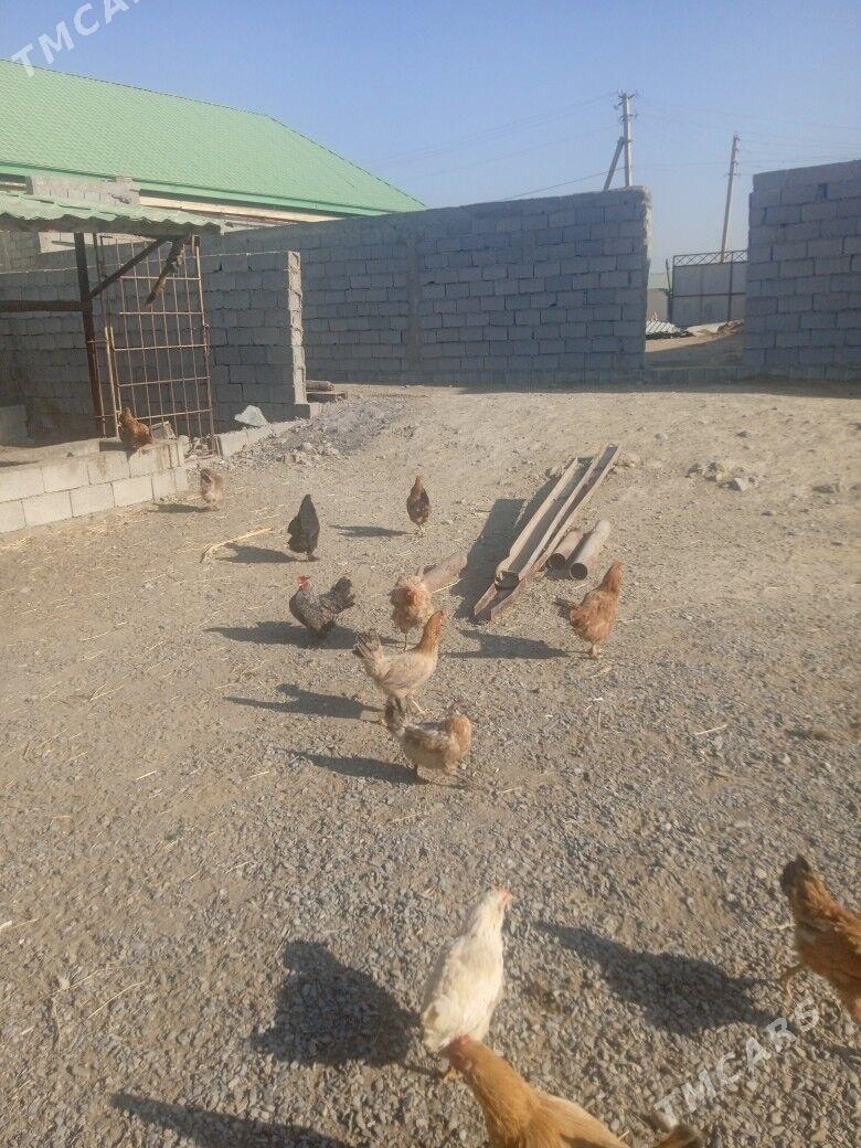 Horaz towuk - Büzmeýin - img 3