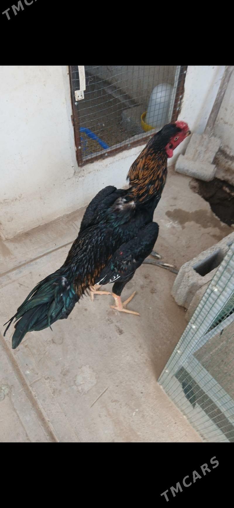 TASKENT HORAZ - Тязе заман - img 6