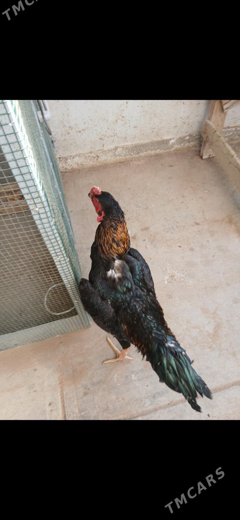 TASKENT HORAZ - Тязе заман - img 2