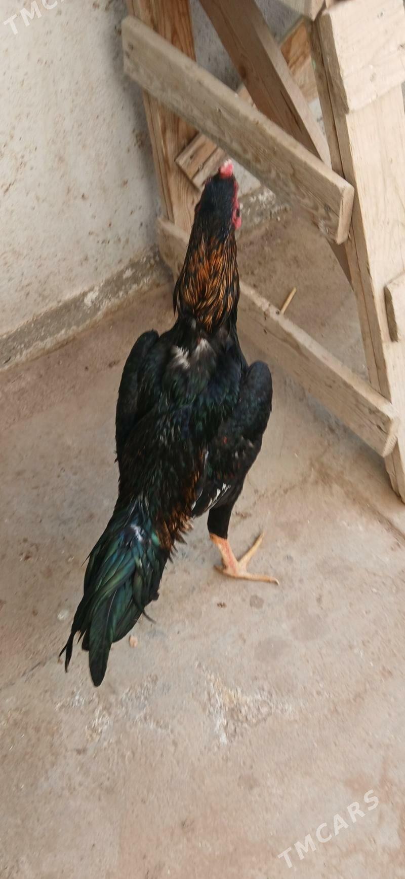 TASKENT HORAZ - Тязе заман - img 8