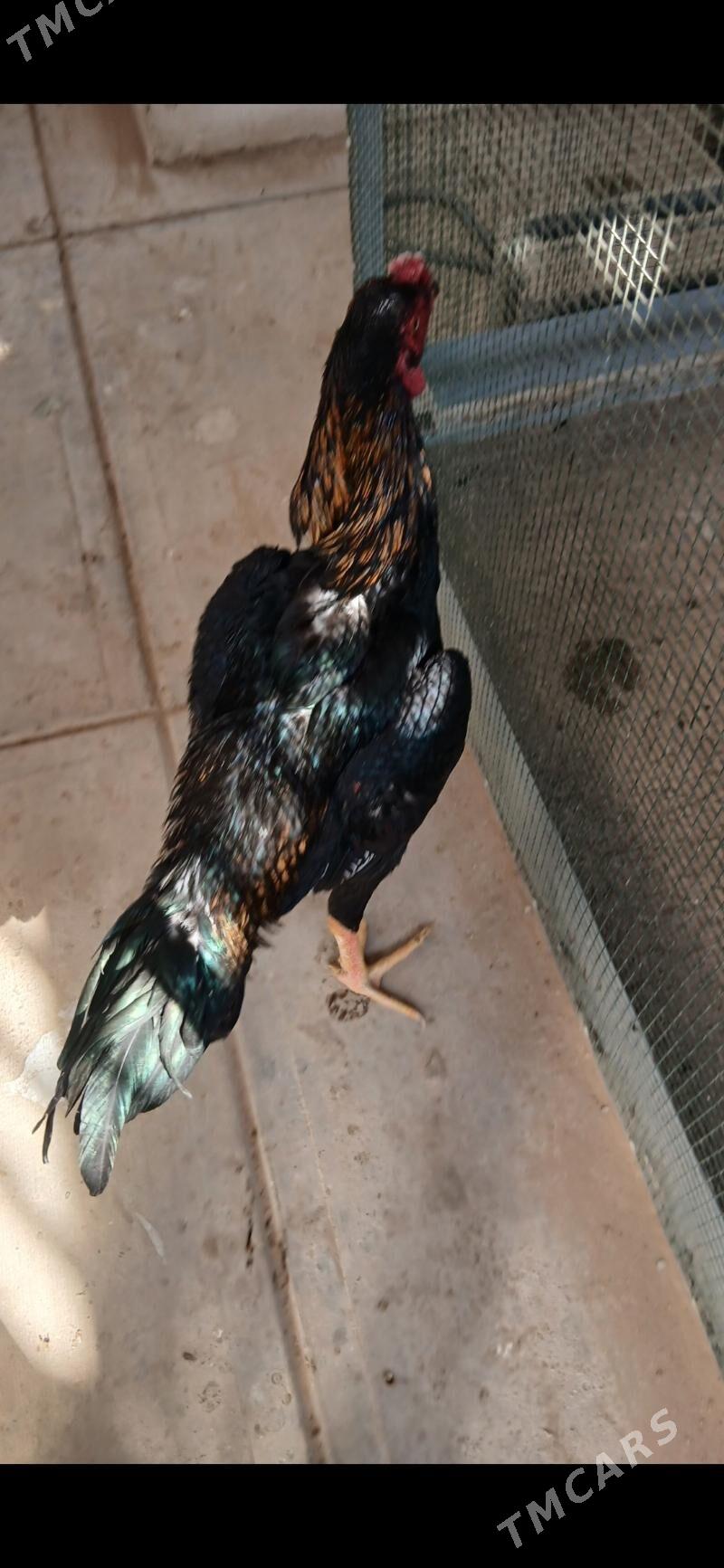 TASKENT HORAZ - Тязе заман - img 7