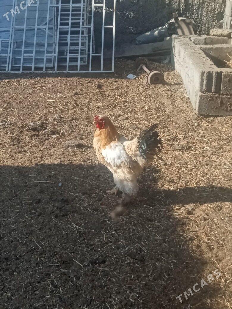 Horaz towuk - Büzmeýin - img 1