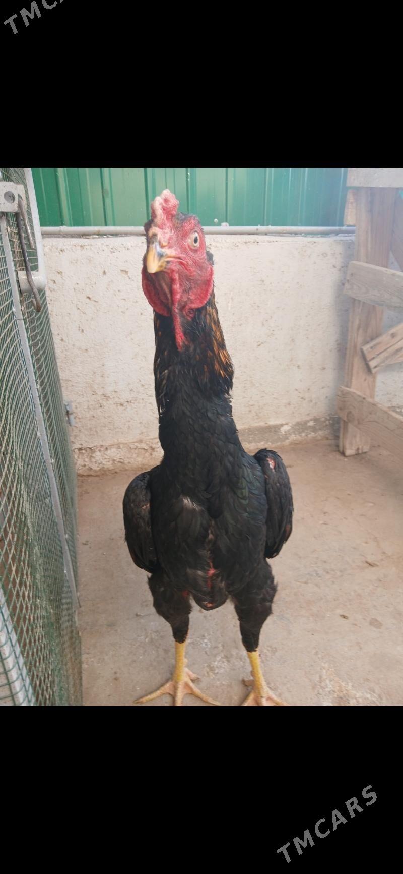 TASKENT HORAZ - Тязе заман - img 9