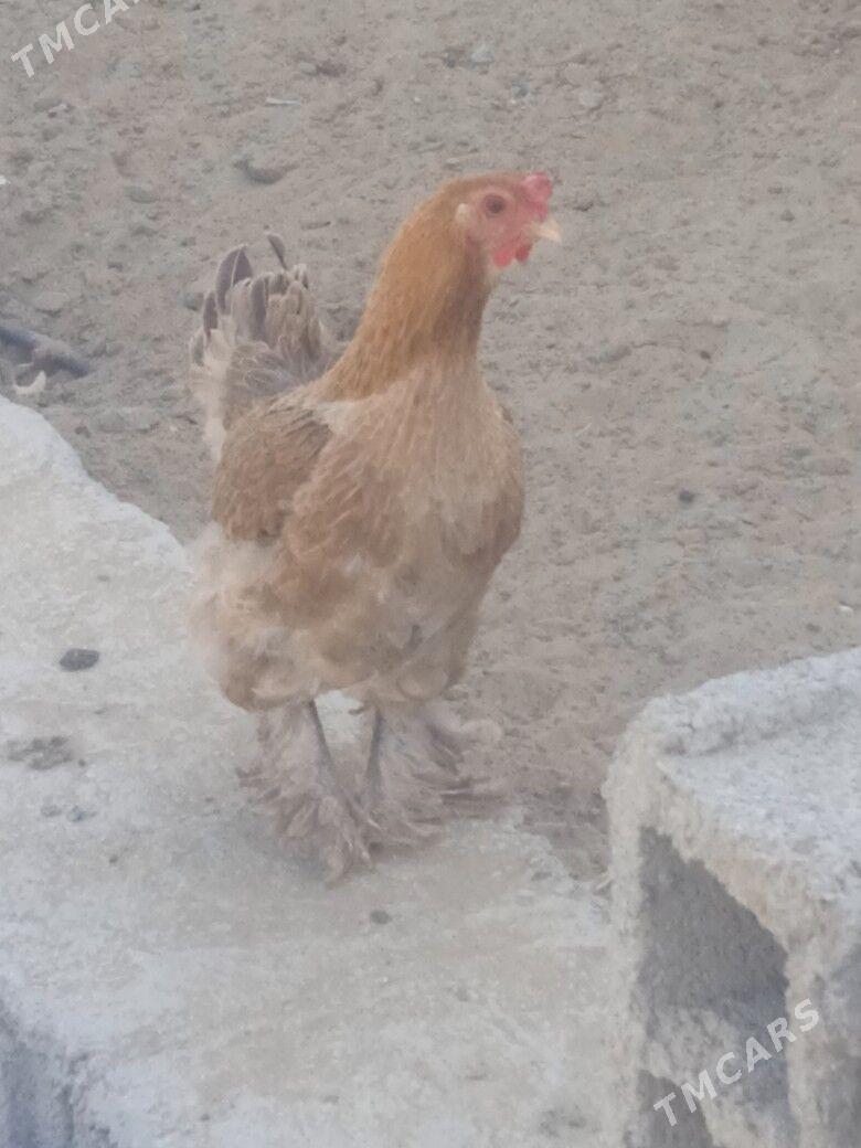 Horaz towuk - Büzmeýin - img 7