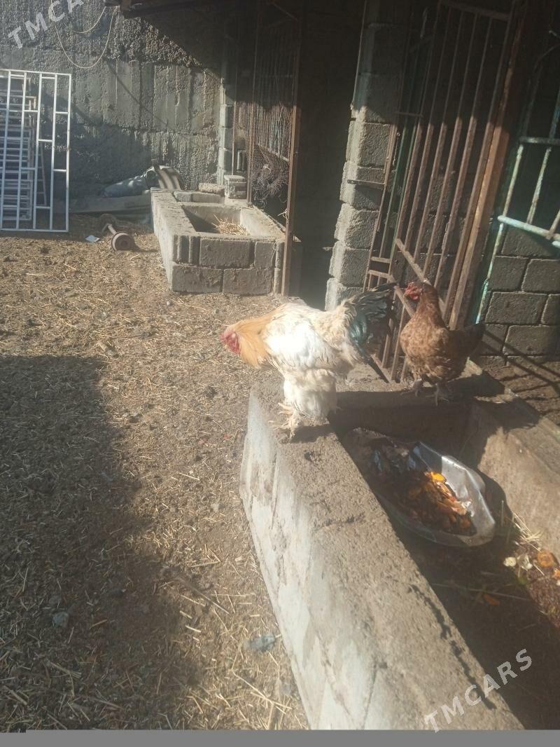 Horaz towuk - Büzmeýin - img 2