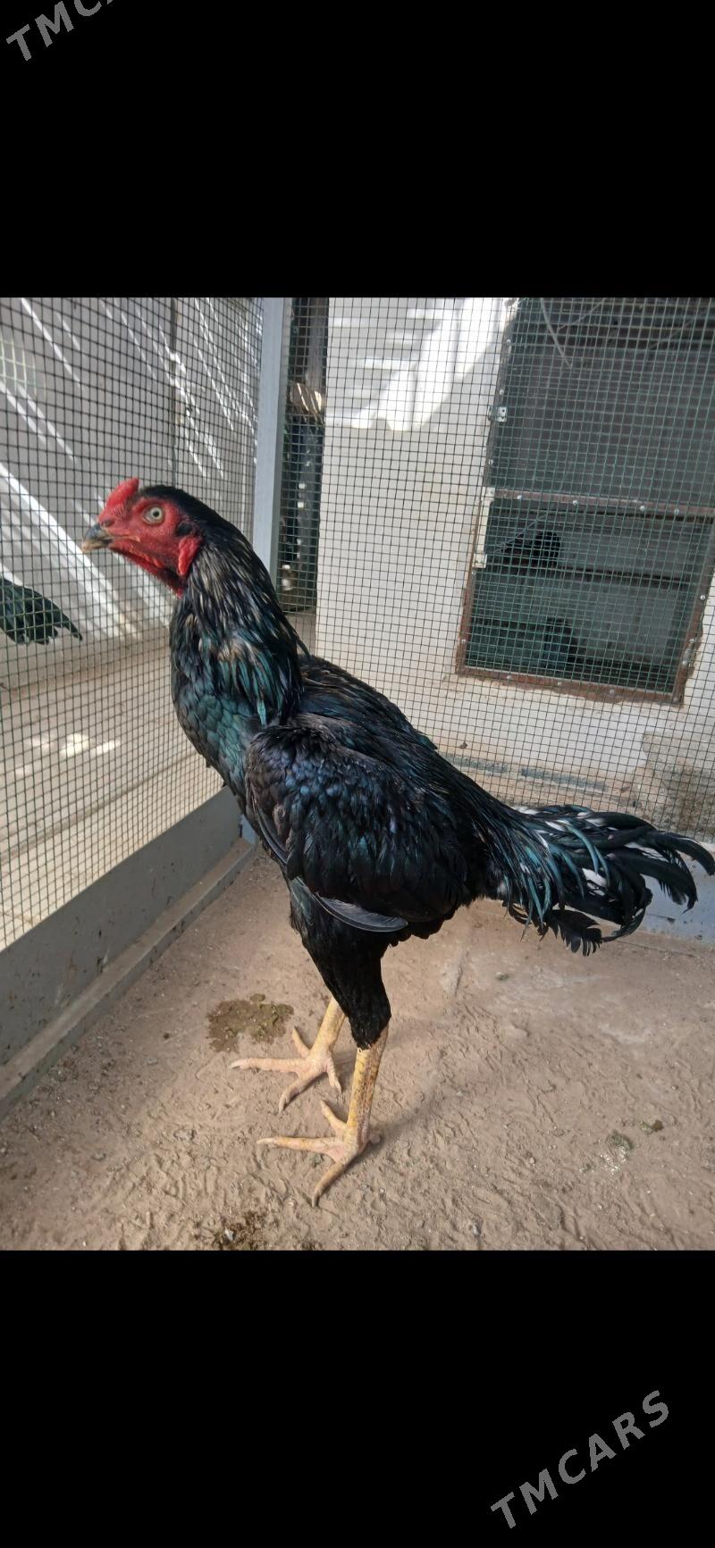 TASKENT HORAZ - Тязе заман - img 2