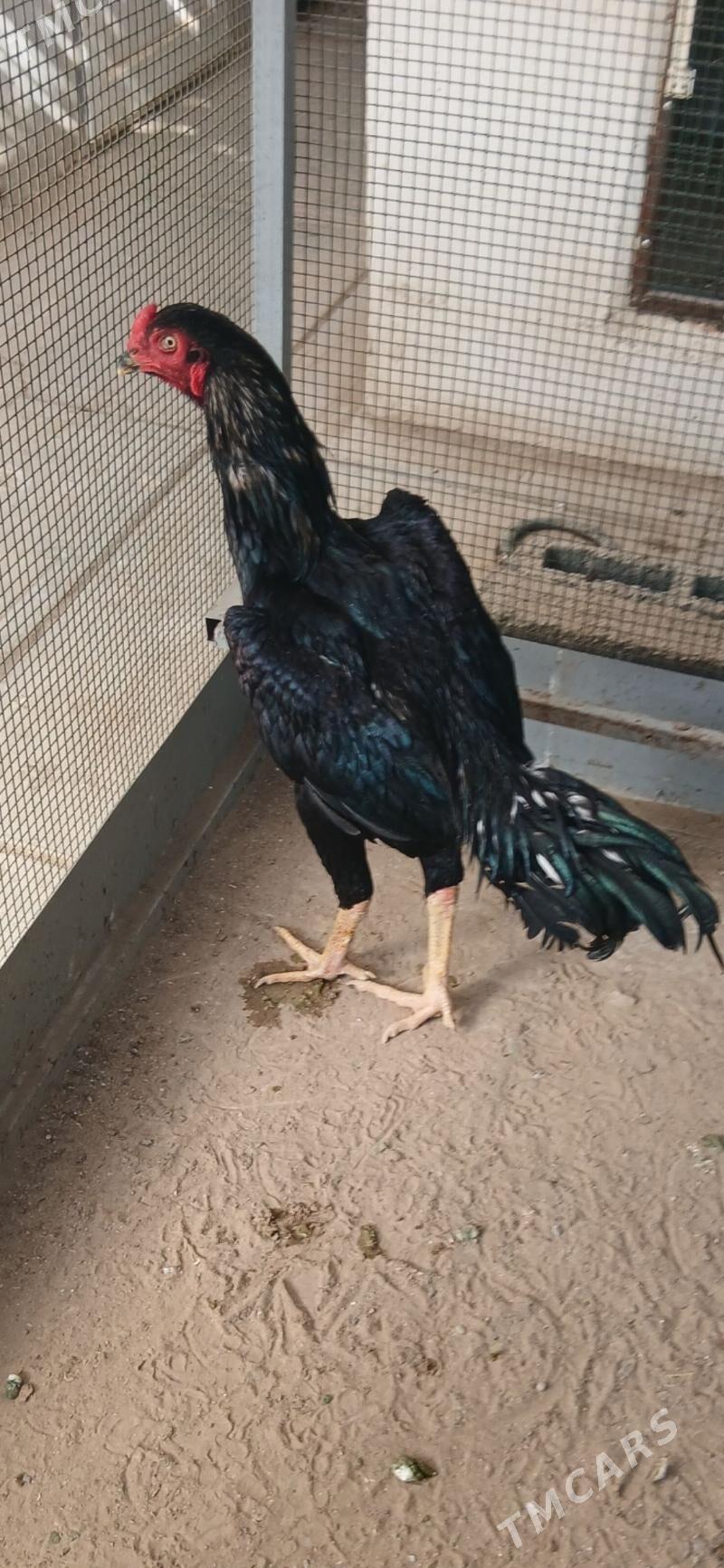 TASKENT HORAZ - Тязе заман - img 5