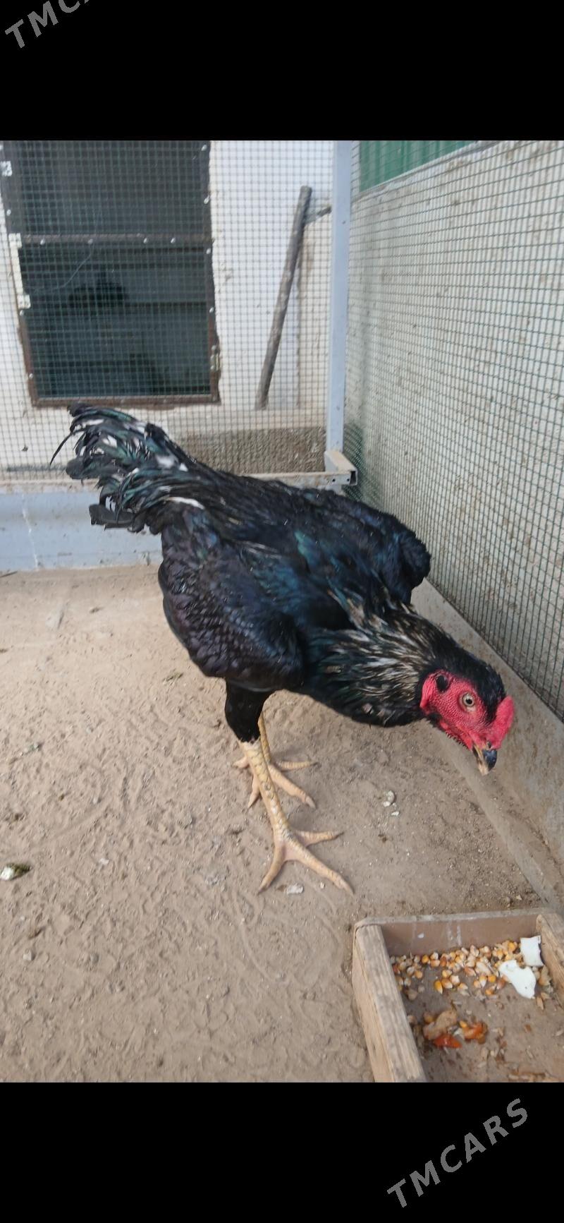 TASKENT HORAZ - Тязе заман - img 3