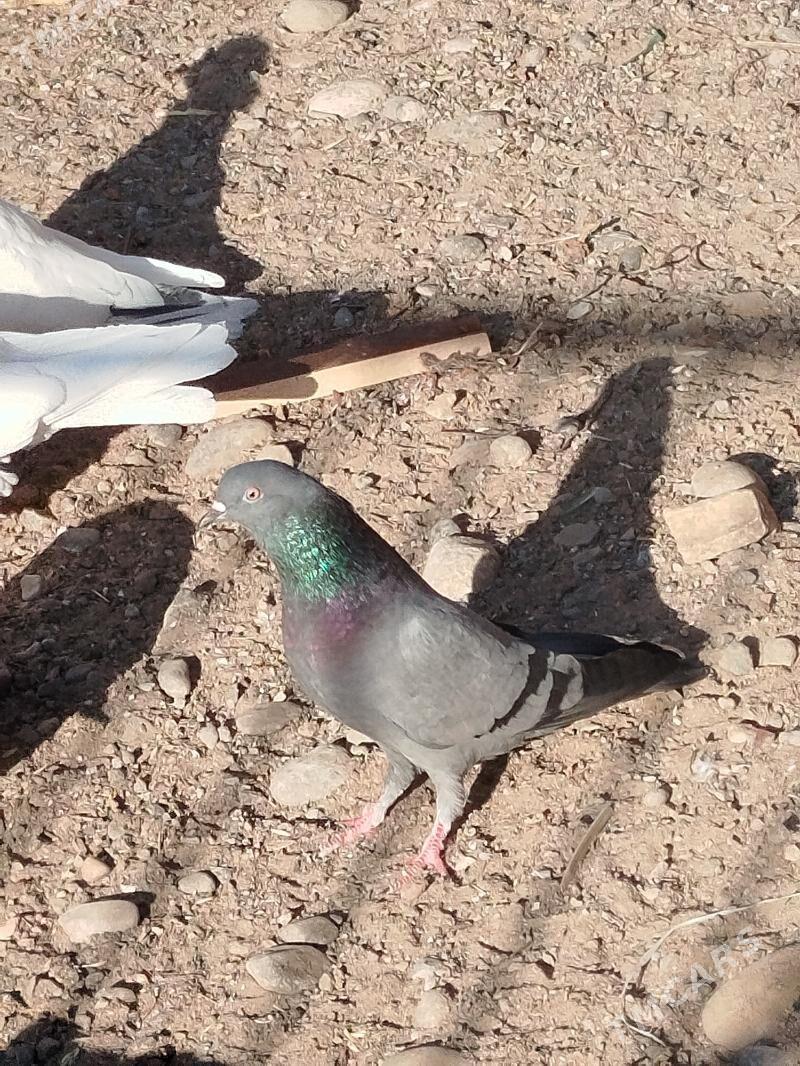 kepderi - Туркменбаши - img 1