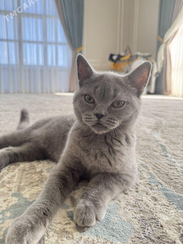 kopeltmek ucin - Арчабиль шаёлы - img 2