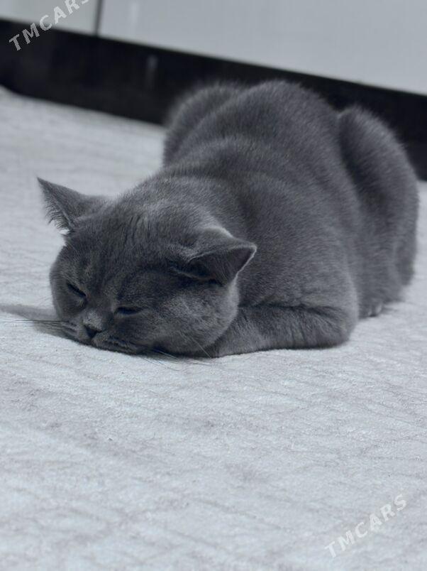 kopeltmek ucin - Арчабиль шаёлы - img 4