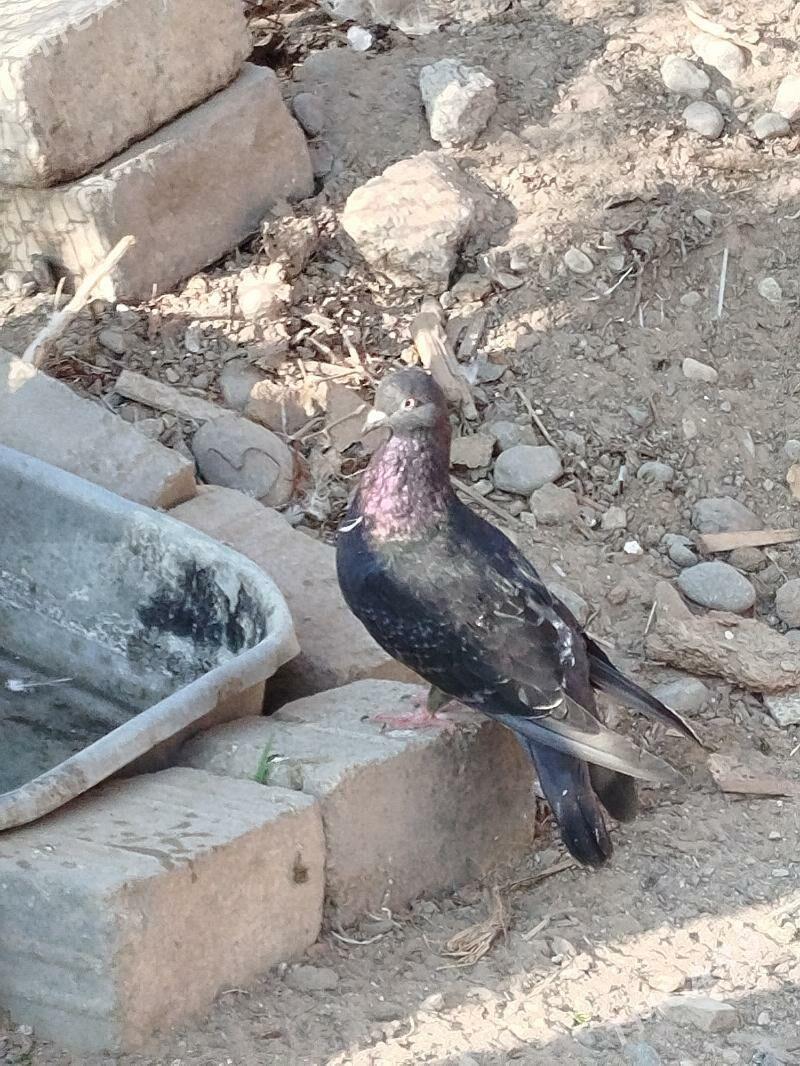 kepderi - Туркменбаши - img 2