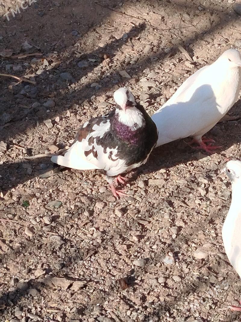 kepderi - Туркменбаши - img 3