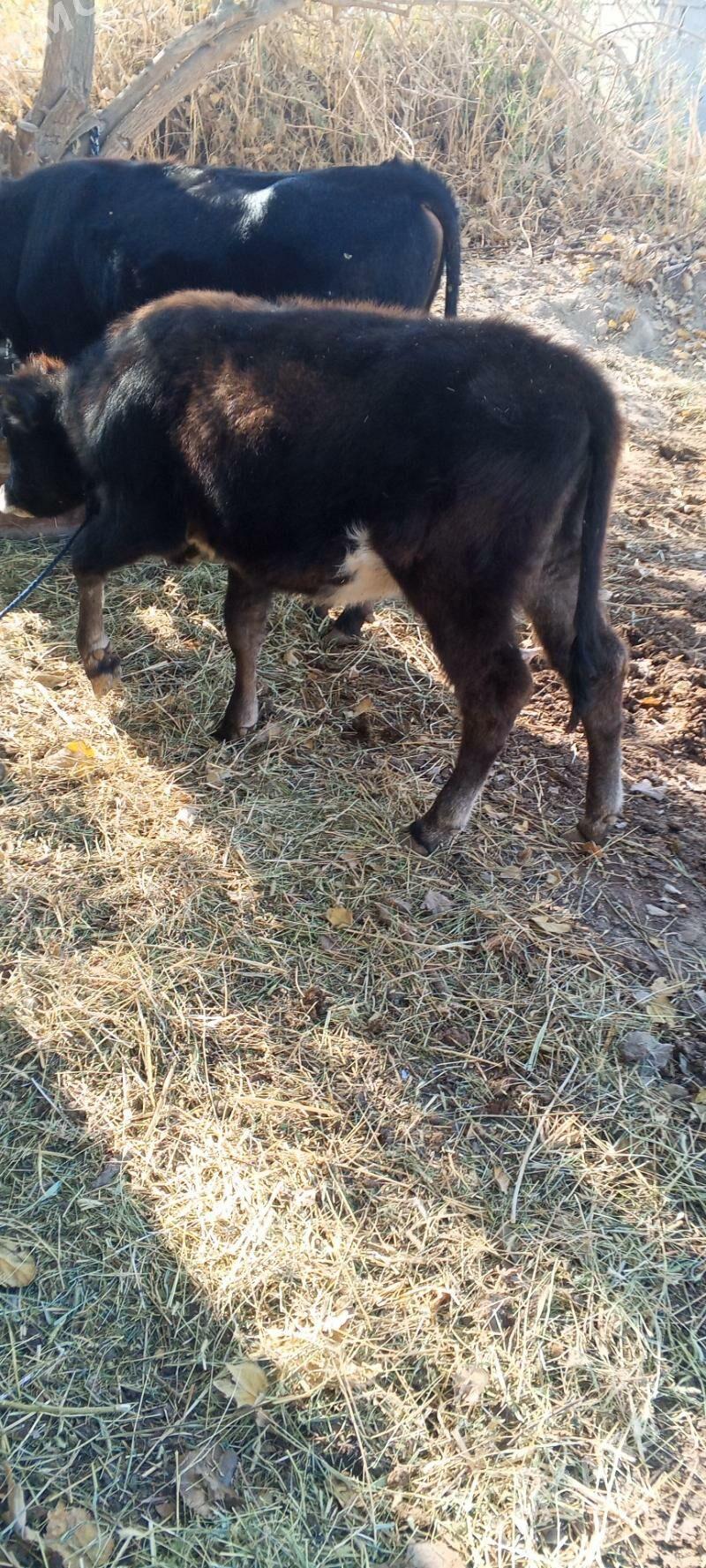 öküz tuwe bar - Gökdepe - img 4