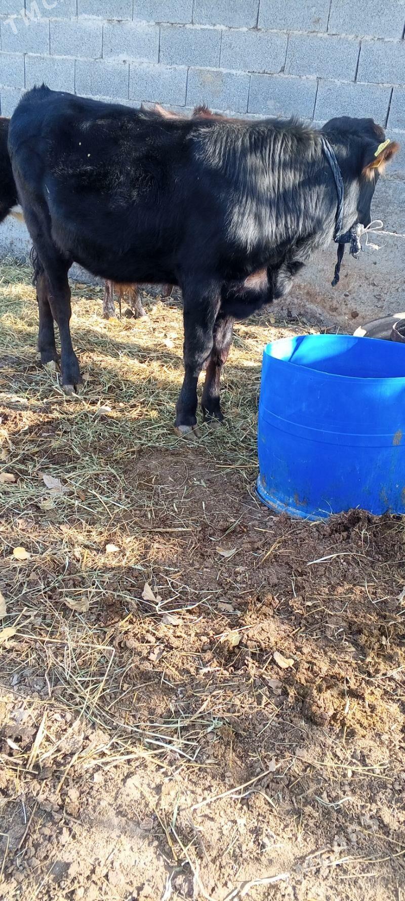 öküz tuwe bar - Gökdepe - img 5