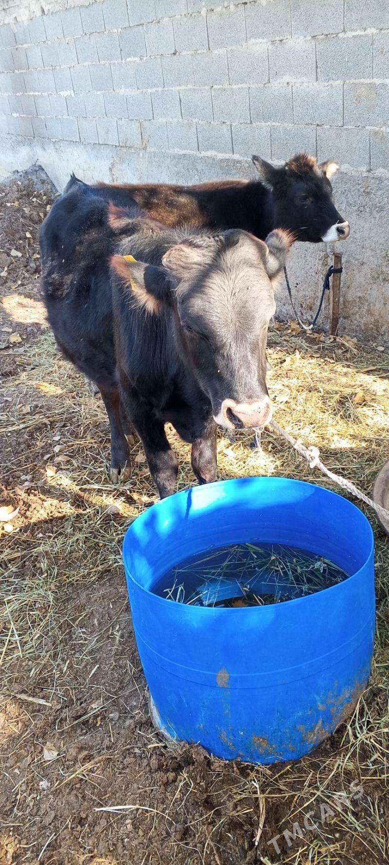 öküz tuwe bar - Gökdepe - img 9