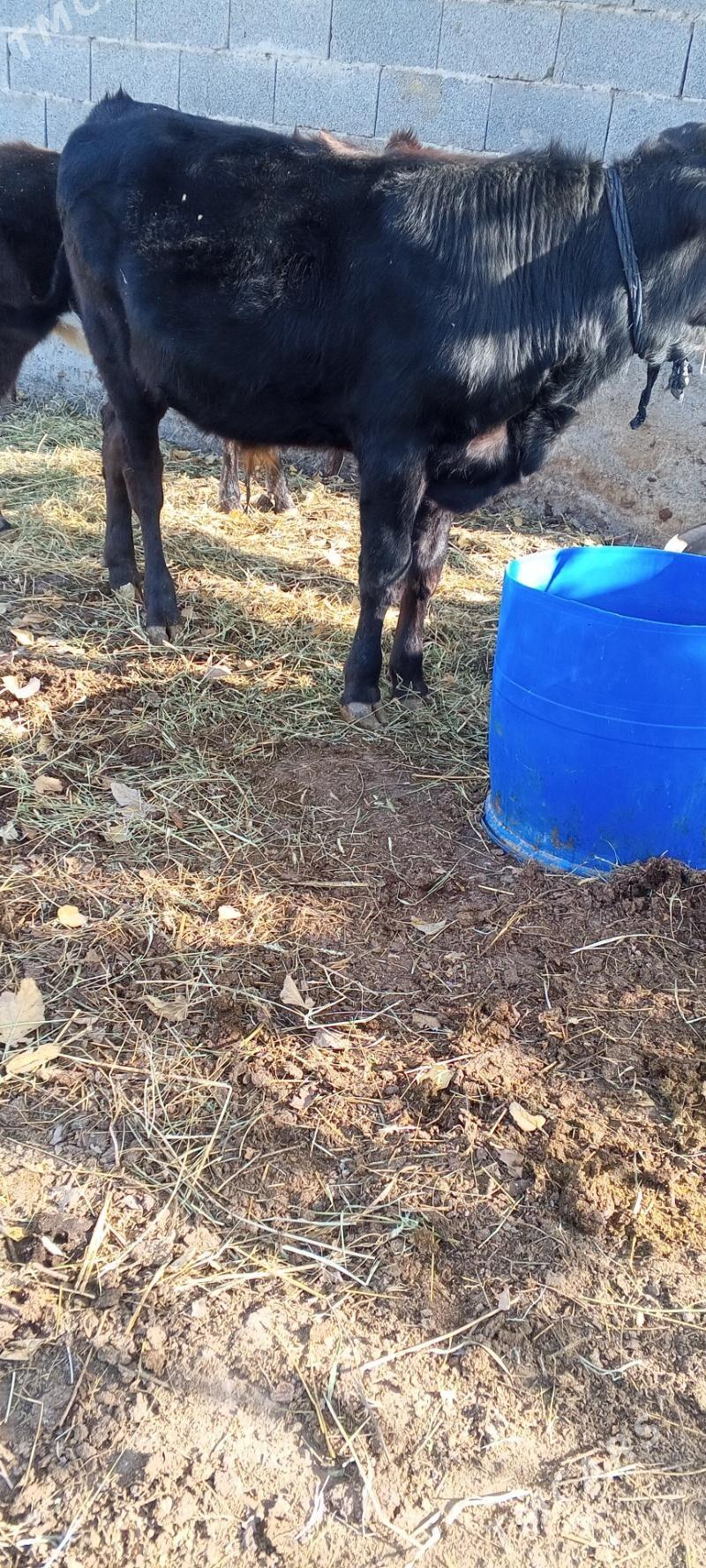 öküz tuwe bar - Gökdepe - img 6