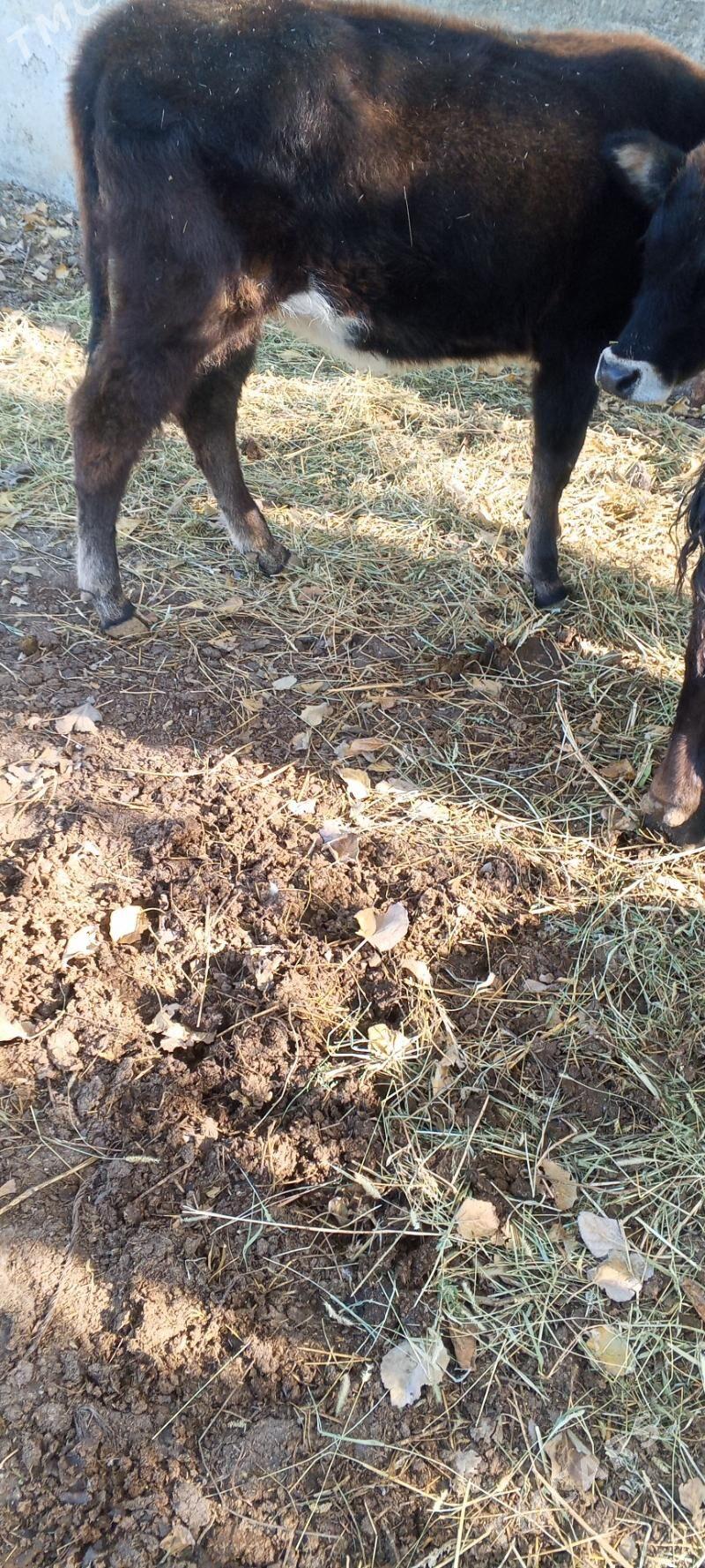 öküz tuwe bar - Gökdepe - img 3