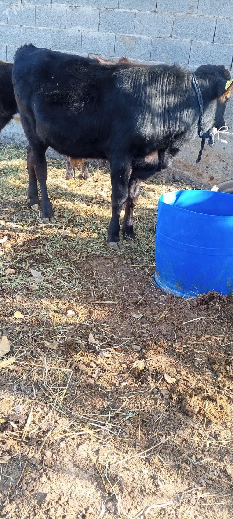 öküz tuwe bar - Gökdepe - img 7