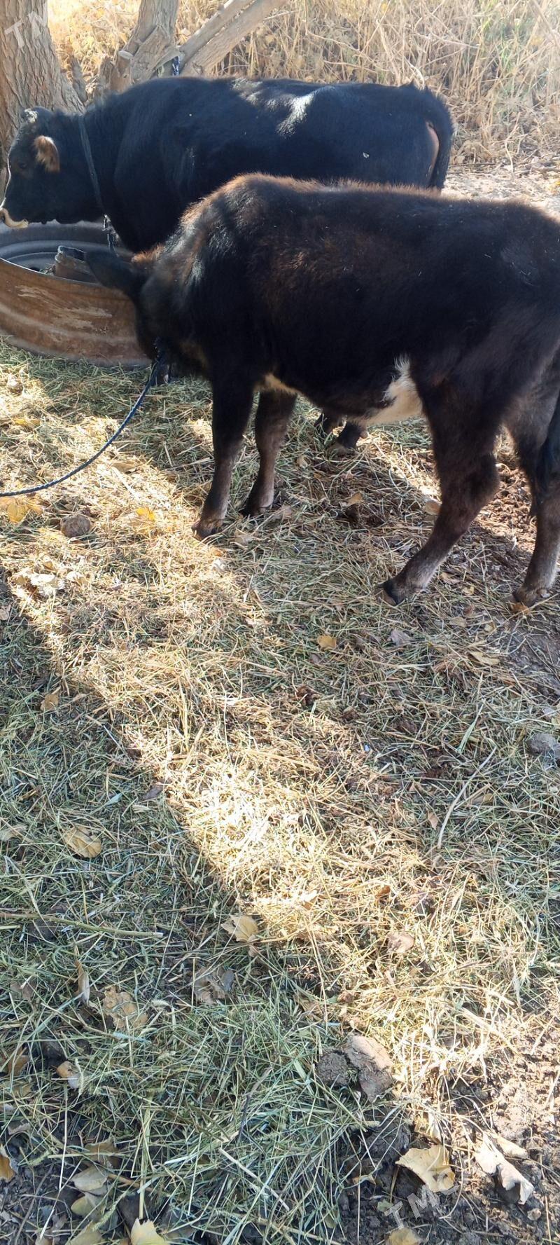 öküz tuwe bar - Gökdepe - img 2