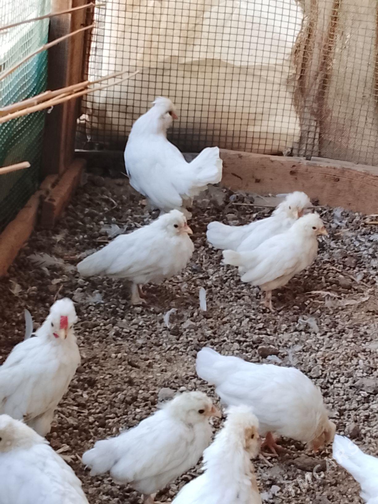 karlık jüyje - Çärjew - img 8