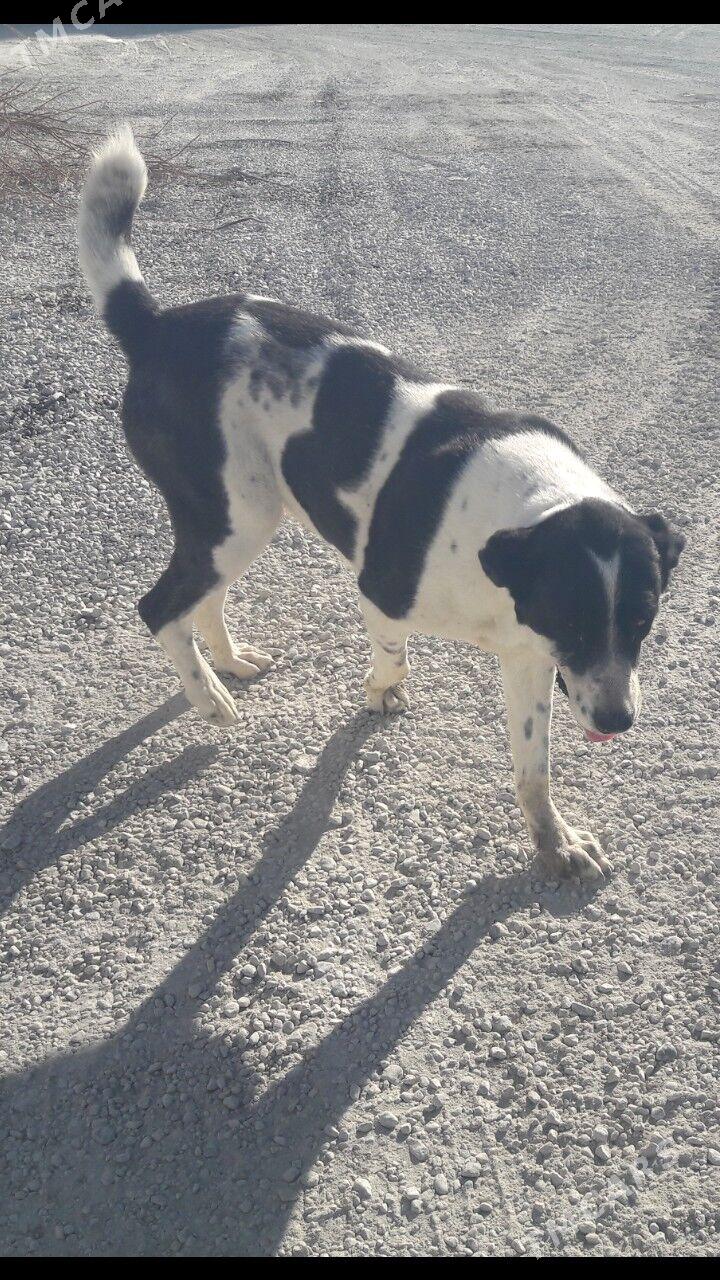 Turkmen it - Бедев - img 3