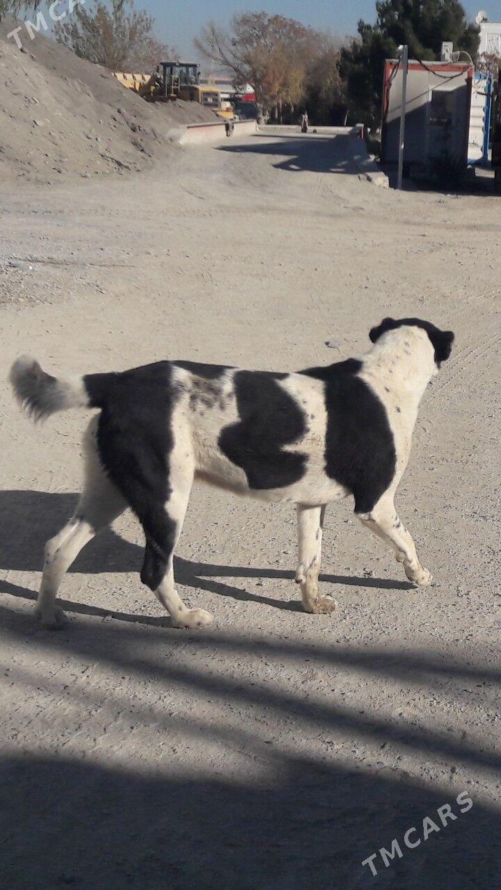 Turkmen it - Бедев - img 2