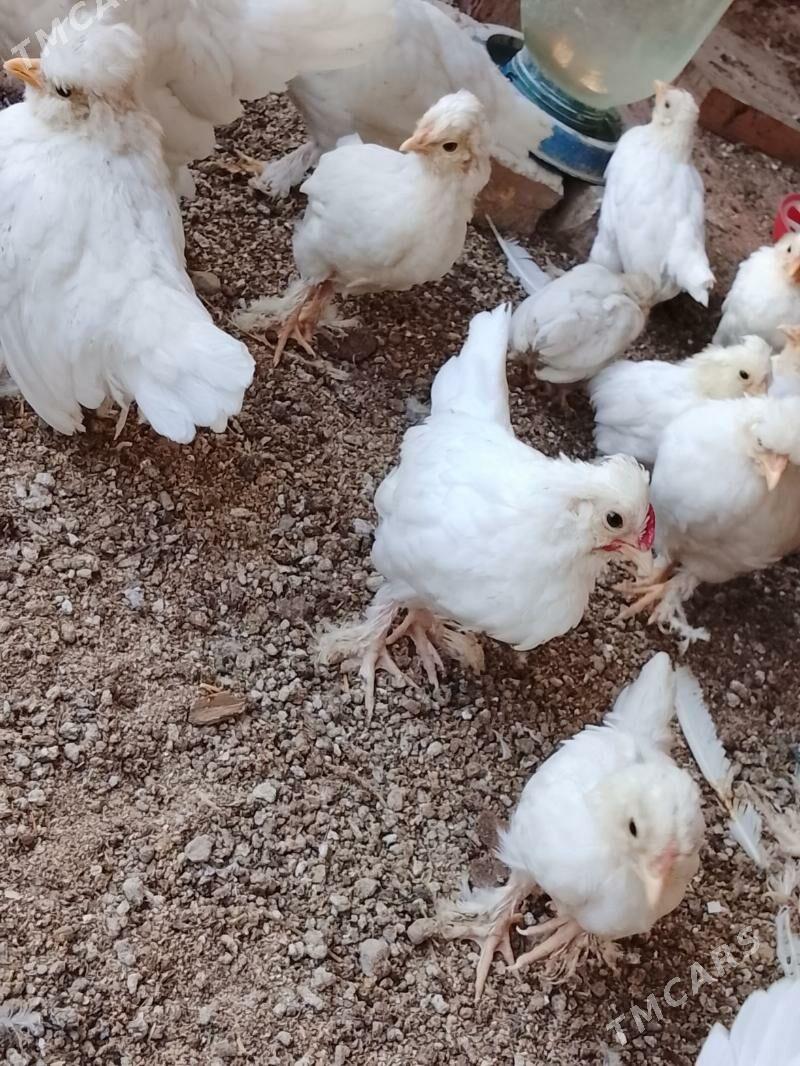 karlık jüyje - Çärjew - img 5