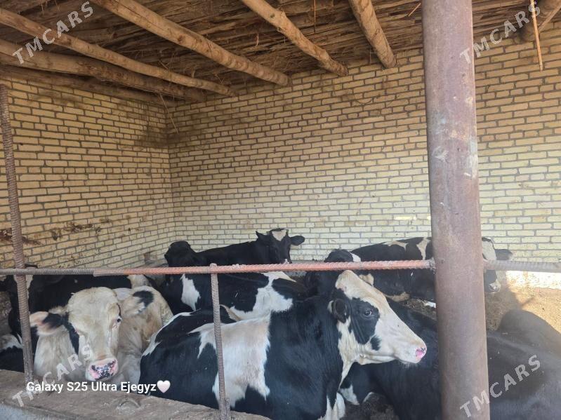 Okızler - Saýat - img 5