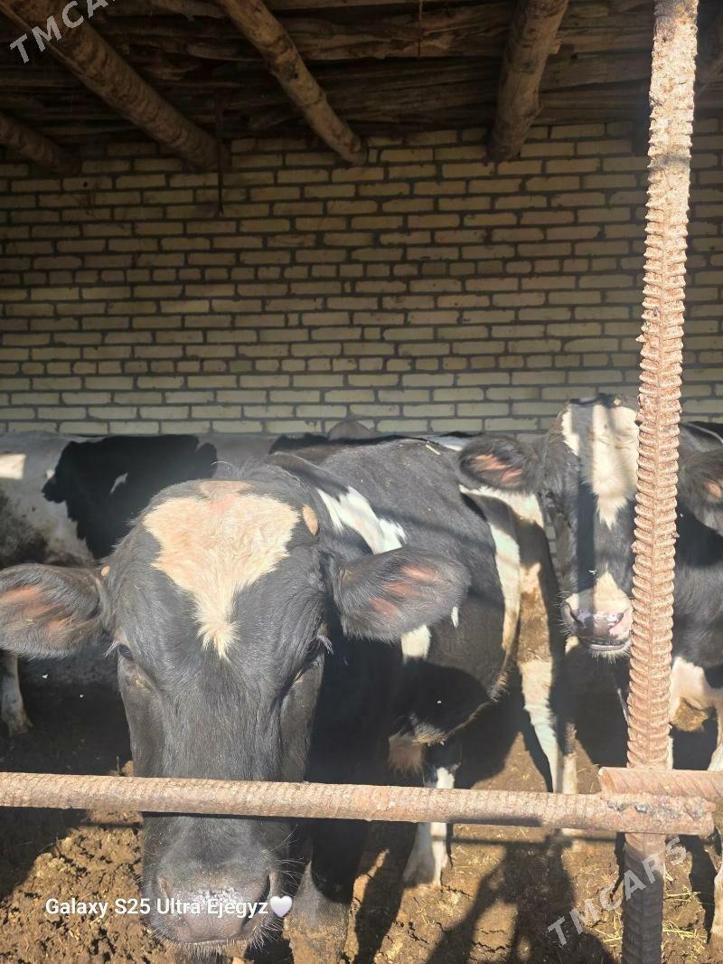 Okızler - Saýat - img 1