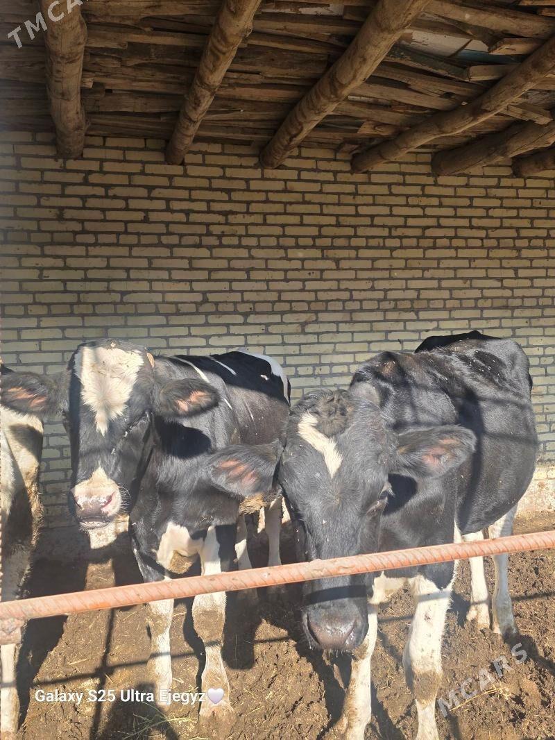 Okızler - Saýat - img 3