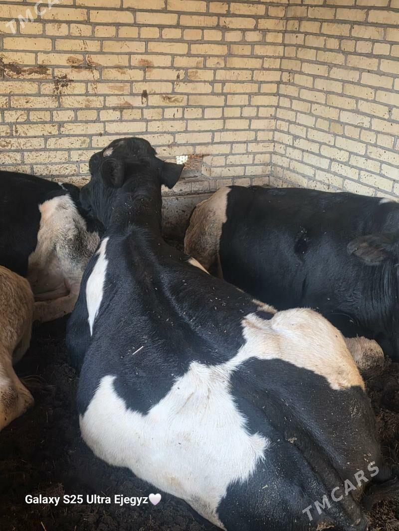 Okızler - Saýat - img 4