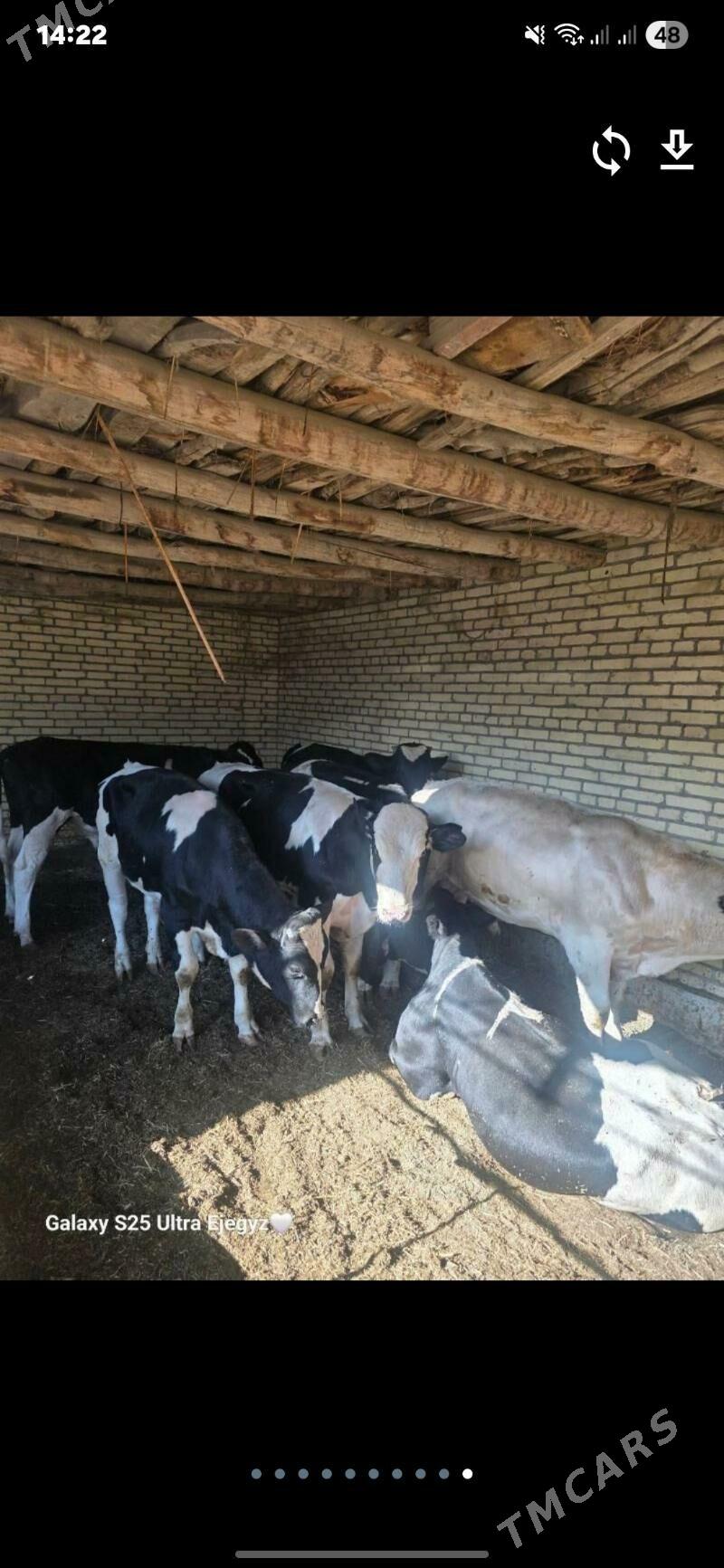 Okızler - Saýat - img 7