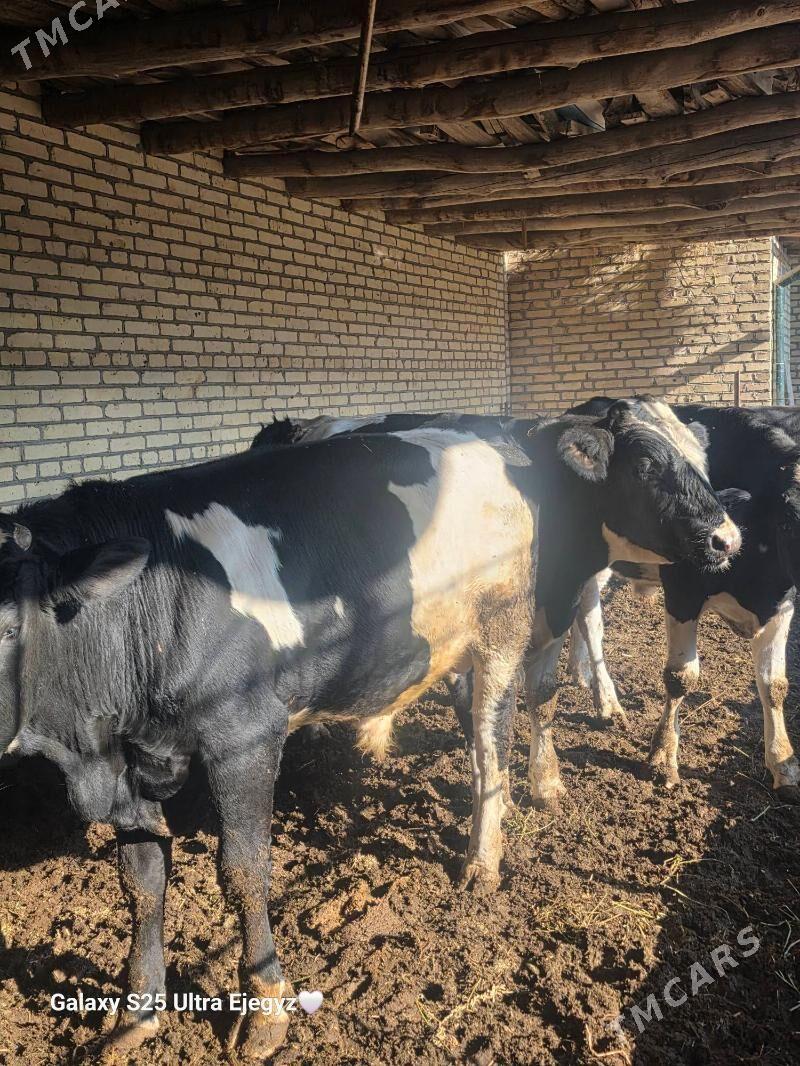 Okızler - Saýat - img 6