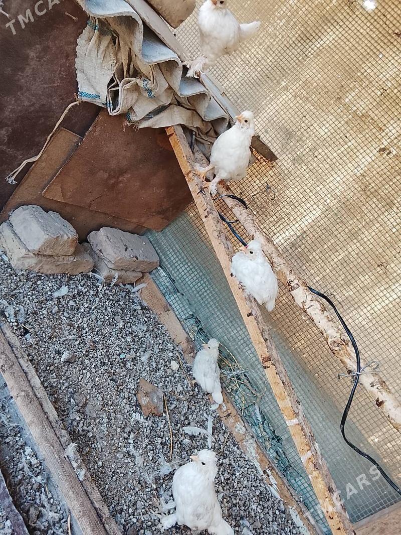 karlık jüyje - Çärjew - img 6